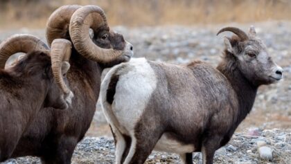 Bighorn Rams Pursuing Ewes During the Rut