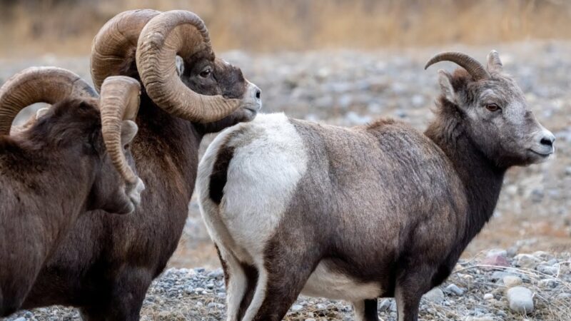 Bighorn Rams Pursuing Ewes During the Rut