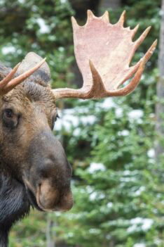 Bull Moose Warming Up for The Rutting Season in Canada's Rockies