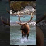 Elk Bull Boss Carefully Crosses the River and Bugles His Rule