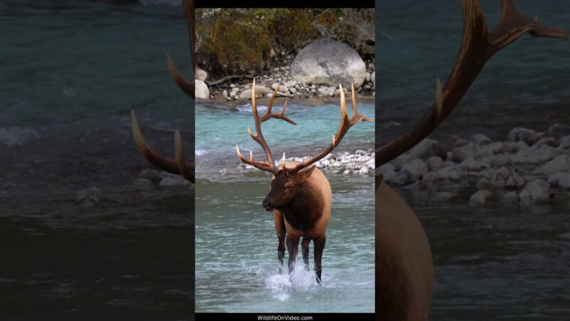 Elk Bull Boss Carefully Crosses the River and Bugles His Rule