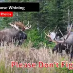 Alaska Bull Moose Whining Please Don't Fight Me!