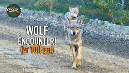 Rencontre avec un loup à 10 pieds!
