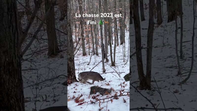 Chasse 2023 fini 🦌🌲 #deerhunting #deer #chevreuil #hunt #hunting #quebec #whitetaildeer #qc