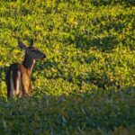 Dernière Préparation pour la Chasse Aux Chevreuil 2022