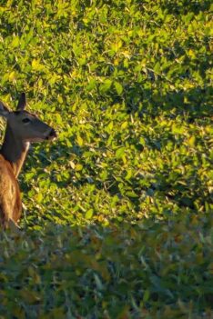 Dernière Préparation pour la Chasse Aux Chevreuil 2022