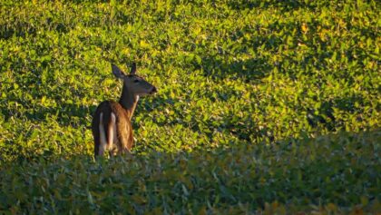 Dernière Préparation pour la Chasse Aux Chevreuil 2022