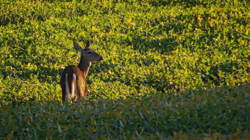 Dernière Préparation pour la Chasse Aux Chevreuil 2022