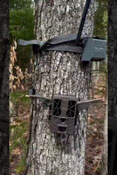 On fait les salines ! 🦌🌱 #quebec #deer #nature #deerhunting #chevreuil #hunting #chasse #outaouais