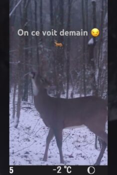 Ouverture de la carabine demain ! Chasse aux chevreuil 2023 #deerhunting #chevreuil #hunt #hunting