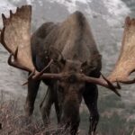 A Powerful Goodbye to Seven of the Nine Big Bull Moose