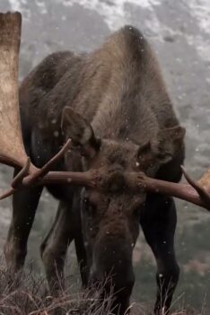 A Powerful Goodbye to Seven of the Nine Big Bull Moose