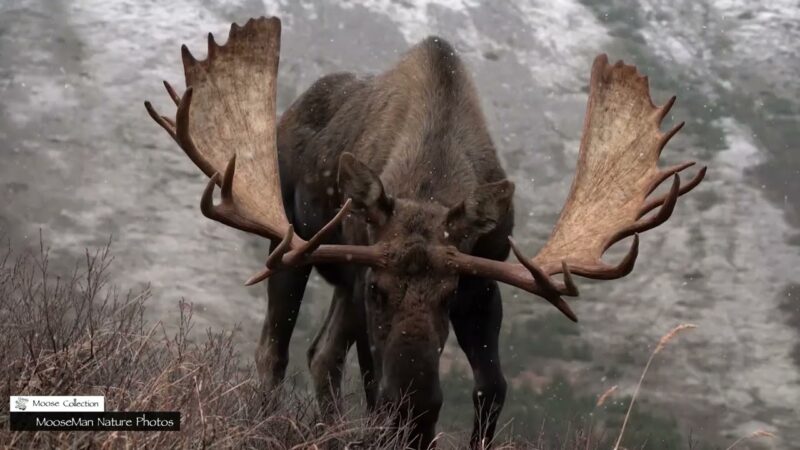 A Powerful Goodbye to Seven of the Nine Big Bull Moose