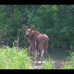 Adorable Moose Calf and Mom Splash Fun! | MooseMan Video Photography Calendar