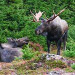 Alaska Bull Moose Chill Bill Fun with His Rut Pit Part 2 of 2 | MooseMan Video Photography Calendar