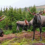 Alaska Bull Moose (Chill Bill) Fun with His Many Friends Part 1 (of2) | Video Photography Calendar