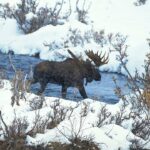 Alaska Bull Moose on the March for a Cow | MooseMan Video Photography Calendar