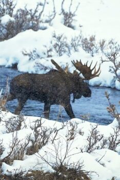 Alaska Bull Moose on the March for a Cow | MooseMan Video Photography Calendar