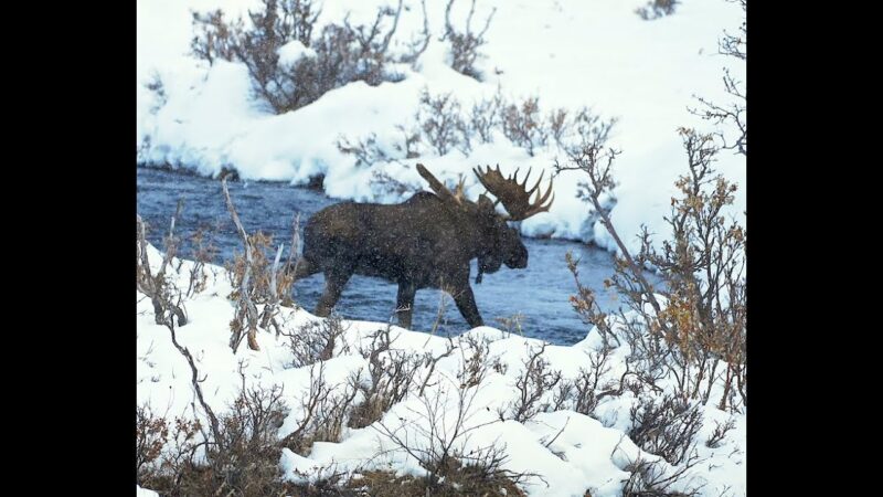 Alaska Bull Moose on the March for a Cow | MooseMan Video Photography Calendar