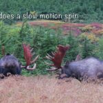 Alaska Bull Moose Sparring; Time toTry Out Those Shiny Antlers | MooseMan Video Photography Calendar