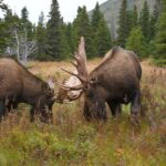 Big Alaska Bull Compilation | MooseMan Video Photography Calendar