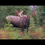 Big Alaska Bull Moose Meet Up: What Happens Next? MooseMan Video Photography Calendar