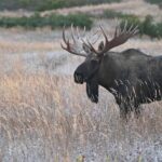 BIG Alaska bull moose works his cows | MooseMan Video Photography Calendar