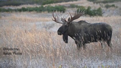 BIG Alaska bull moose works his cows | MooseMan Video Photography Calendar