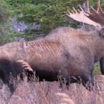 Big Bull Moose's Redemption! | MooseMan Video Photography Calendar