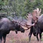 Big, Pretty Alaska Bull Moose Left Hook Life Story