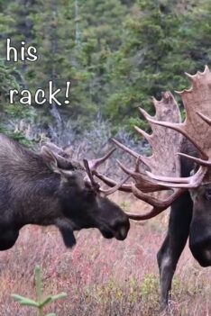 Big, Pretty Alaska Bull Moose Left Hook Life Story