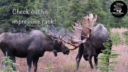 Big, Pretty Alaska Bull Moose Left Hook Life Story