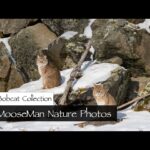 Bobcat family reunion | MooseMan Video Photography Calendar