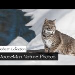 Bobcat grooming | MooseMan Video Photography Calendar