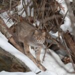 Bobcat Kits and Mom | MooseMan Video Photography Calendar