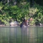 Bull moose swimming