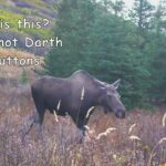 Buttons; A Pesky Little Bull Moose Creates Havoc | MooseMan Video Photography Calendar