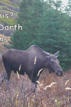 Buttons; A Pesky Little Bull Moose Creates Havoc | MooseMan Video Photography Calendar