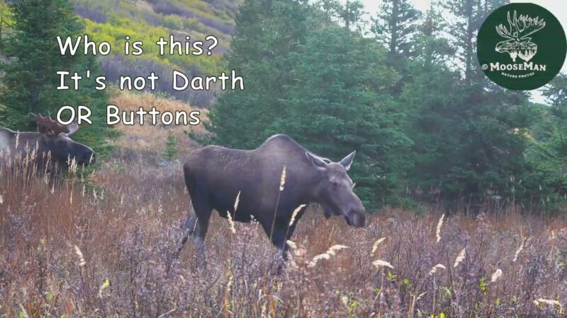 Buttons; A Pesky Little Bull Moose Creates Havoc | MooseMan Video Photography Calendar