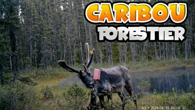 CARIBOU FORESTIER 2024 - TERRITOIRELIBRE