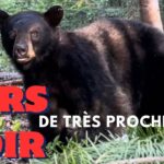 Chasse à l’ours noir 2024 à l’arbalète (Lac St-Jean)