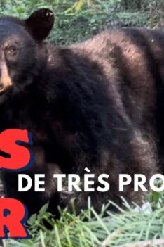 Chasse à l’ours noir 2024 à l’arbalète (Lac St-Jean)