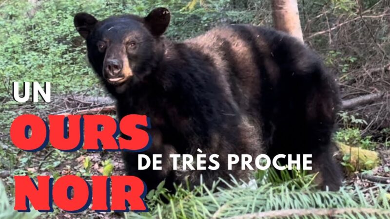 Chasse à l’ours noir 2024 à l’arbalète (Lac St-Jean)