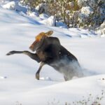 Crazy, Funny Cow Moose in the Snow | MooseMan Video Photography Calendar