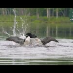 Epic loon fight!