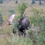 Grumpy the Bull Moose | MooseMan Video Photography Calendar