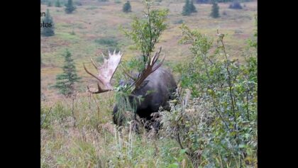 Grumpy the Bull Moose | MooseMan Video Photography Calendar