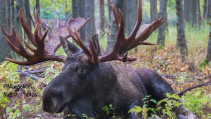 Hook the Massive Anchorage Bull Part Three; | MooseMan Video Photography Calendar