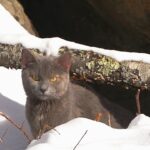 House cat in Bobcat Den! | MooseMan Video Photography Calendar