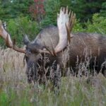 Huge Alaska Bull Moose, Grumpy v Mismatch Get Off My Land! | MooseMan Video Photography Calendar